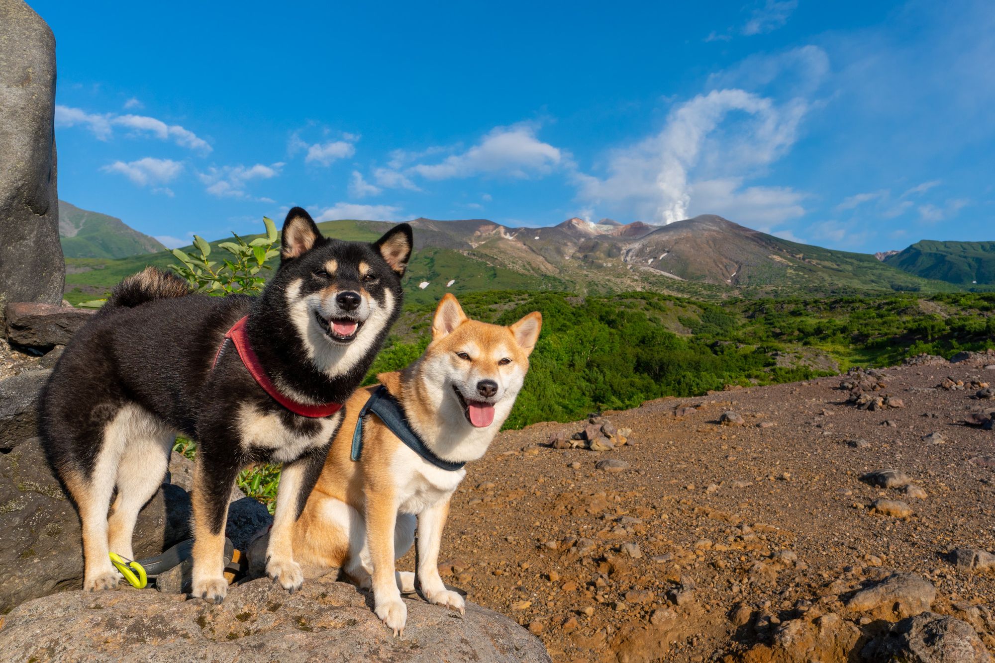 「いぬバス」始まります❗️🐕🚌